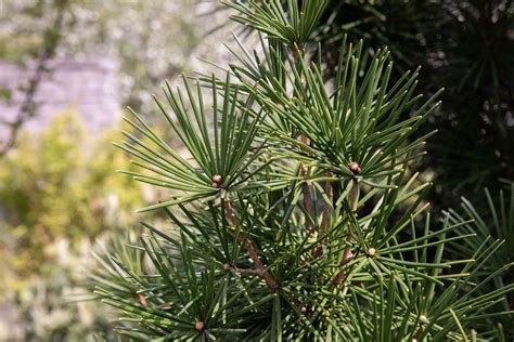 Growing the Umbrella Pine in the Home Garden