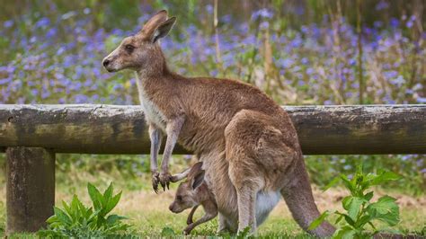 Baby Kangaroo Wallpapers - Top Free Baby Kangaroo Backgrounds - WallpaperAccess