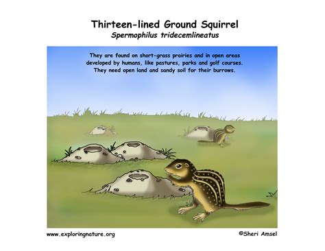 Ground Squirrel (Thirteen-lined)