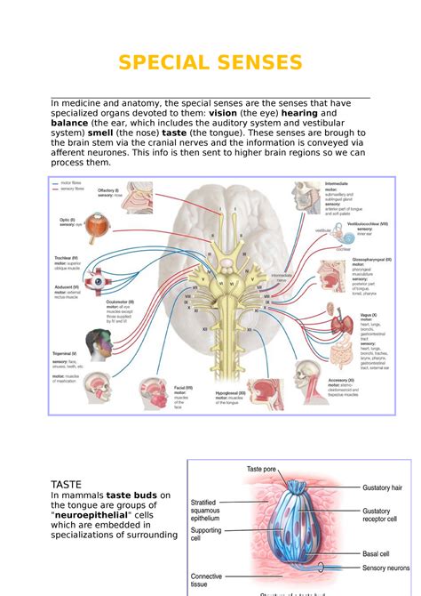 Special Senses - Lecture notes 7 - SPECIAL SENSES In medicine and anatomy, the special senses ...