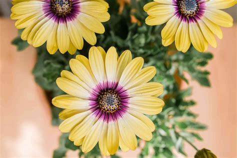 How to Grow and Care for African Daisy