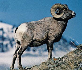 Bighorn sheep | Habitat, Behavior & Adaptations | Britannica