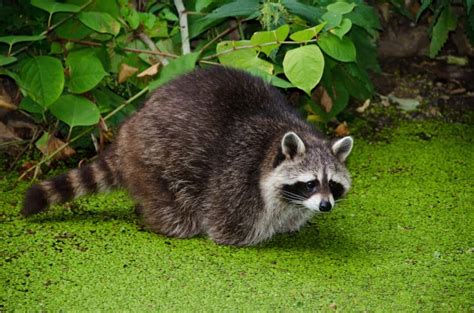 14 Best Raccoon Repellents (and How to Use Them) - Pest Pointers