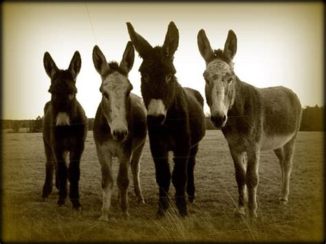 1000+ images about DONKEY`S AND MULES on Pinterest | Donkeys, Miniature ...