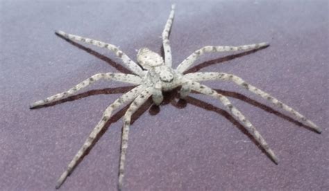 Free photo: White Spider - Insect, Nature, Spider - Free Download - Jooinn