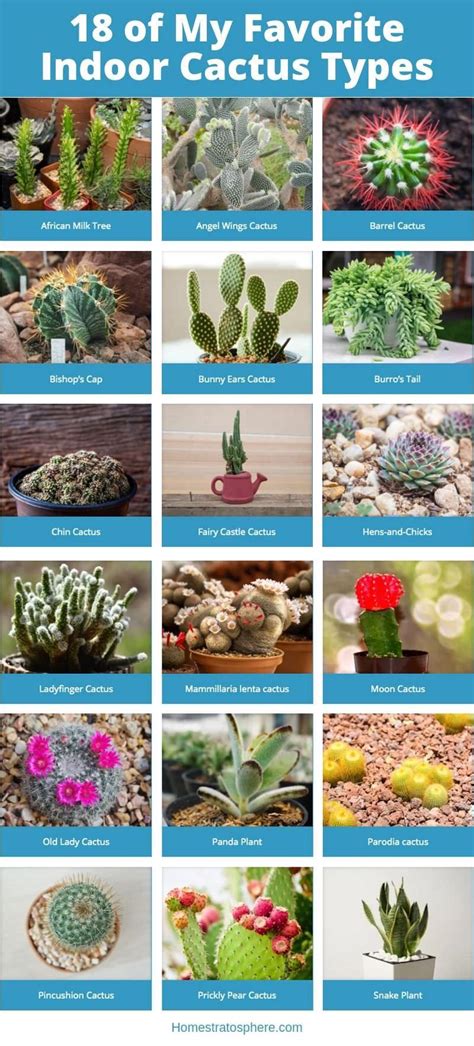 23 of my favorite indoor cactus plants and types photos – Artofit