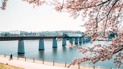 Daegu Cherry Blossoms And Festivals