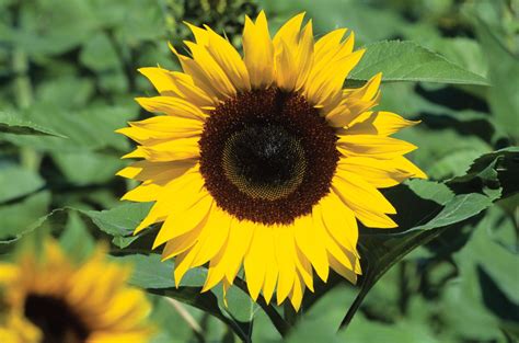 Asteraceae - Daisy, Sunflower, Composite | Britannica