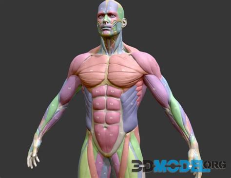 3D Model – Ecorche Male Musclenames Anatomy (PBR)