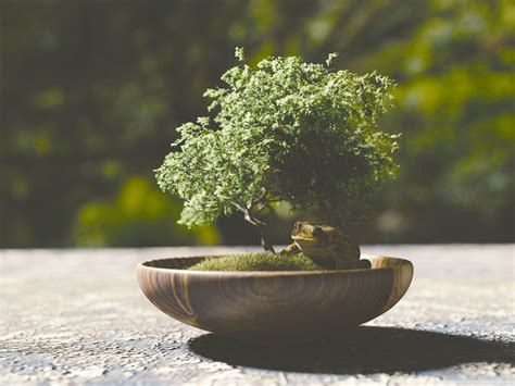 Bonsai Tree Wallpapers - Top Free Bonsai Tree Backgrounds - WallpaperAccess