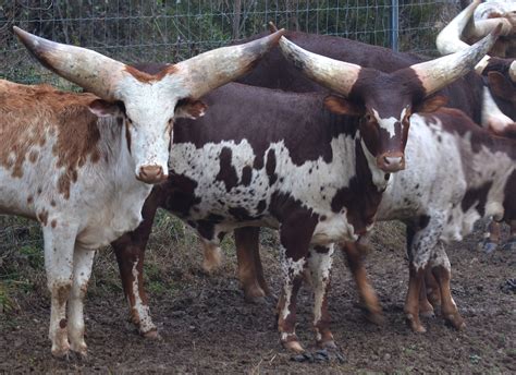 Ankole-Watusi Cattle - The Livestock Conservancy