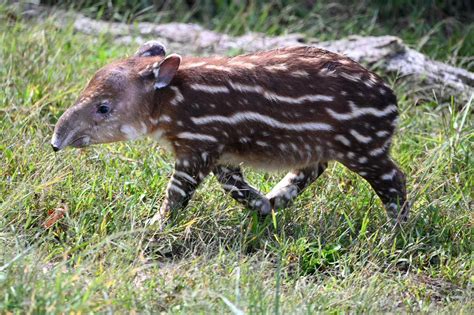 Metro Richmond Zoo announces birth of endangered Baird’s tapir