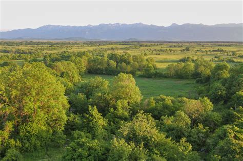 Rewilding horses on a European prairie | Rewilding Europe