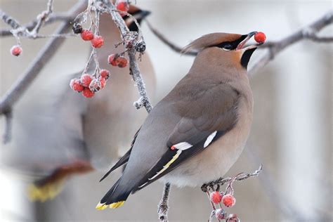 Winter Berries for Birds - The National Wildlife Federation Blog