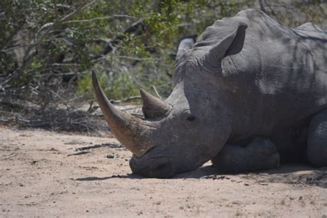 Innovative technology creates safe haven for rhinos » Focusing on Wildlife