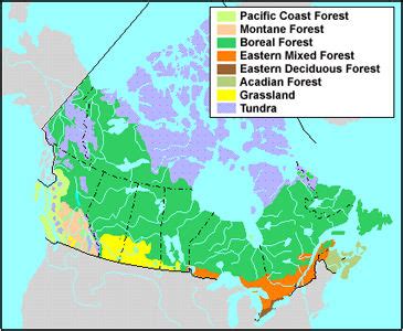 Boreal Zone | The Canadian Encyclopedia