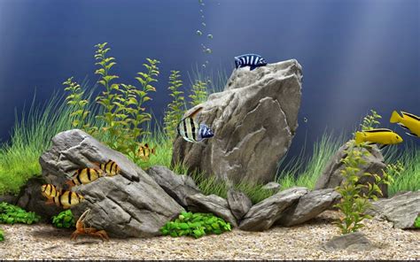 Dream Aquarium with activation crack ~ Hike PC softwares and Android ...