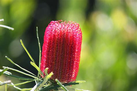 Swallows Nest Farm: Banksia Occidentalis