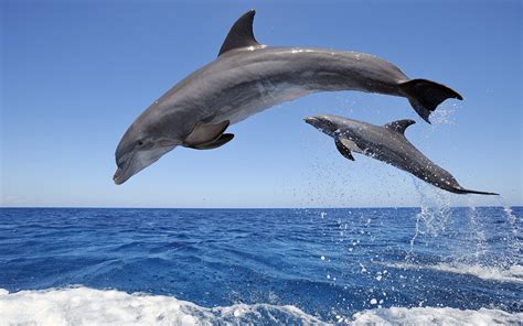 Jumping dolphins wallpaper | 1920x1200 | #13502