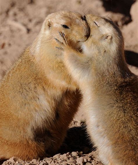 7 best 45 Irresistibly Cute Photos Of Animals Hugging images on Pinterest | Wild animals ...