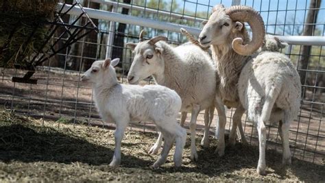 Dahl sheep in NM: Gentle, wild, hardy, and beautiful