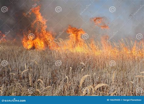 Grass fire stock image. Image of flames, spreading, burning - 16629435