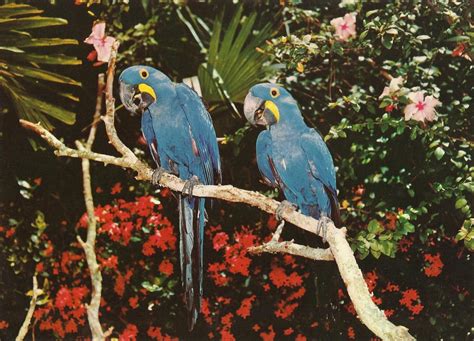 Vintage Travel Postcards: Parrot Jungle - Miami, Florida