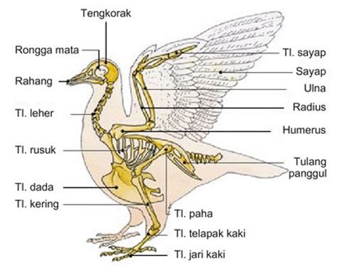 Sistem Gerak Pada Hewan beserta Gambarnya - DosenBiologi.com