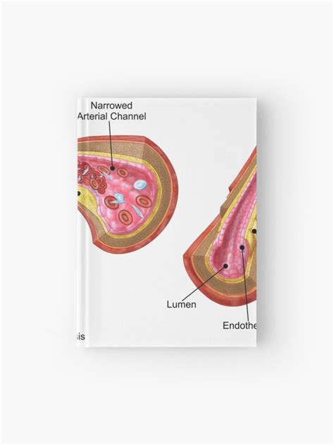 Lumen Anatomy - Anatomical Charts & Posters