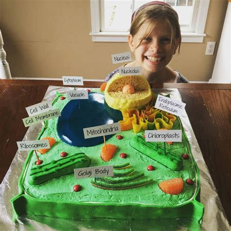 Plant Cell Cake Plant Cell Cake Plant Cell Project Plant Cell Model | Images and Photos finder