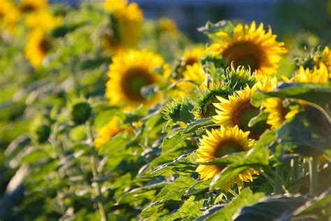 Sunflower field view 12755549 Stock Photo at Vecteezy