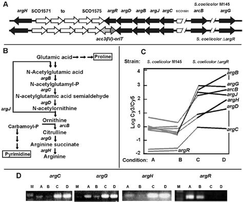 Arginine biosynthesis genes. (A) Cluster of genes for arginine... | Download Scientific Diagram