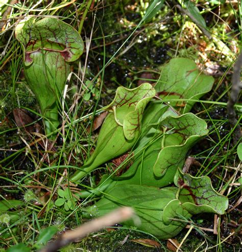 Medicinal Plants-Pitcher Plant