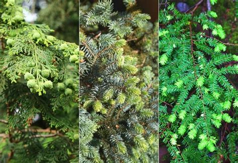 Types Of Evergreen Trees (With Pictures) & Identification Guide