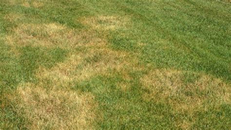 Lawn Fungus Alert: Brown Patch | All Turf Lawn Care