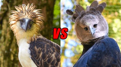 46+ Harpy Eagle Size Comparison Gif | aprirricaoring