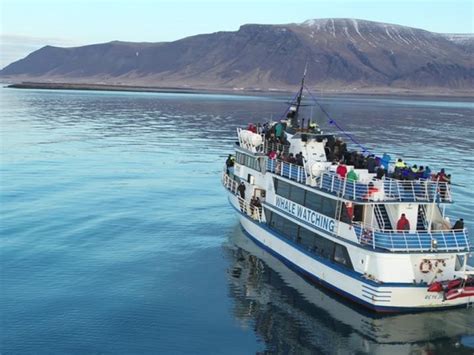 Whale Watching from Reykjavík | Activity Iceland