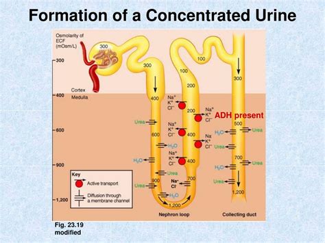 PPT - Formation of a Concentrated Urine PowerPoint Presentation, free download - ID:695651