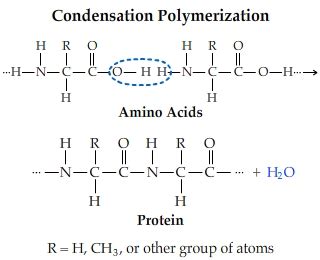 Solved: Condensation Polymerization Amino Acids Protein R ... | Chegg.com