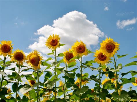 Are Sunflowers Annual or Perennial: Understanding the Lifespan of Your ...