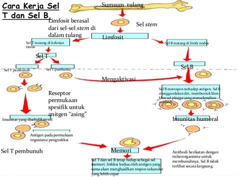 Sistem Kekebalan Tubuh Manusia