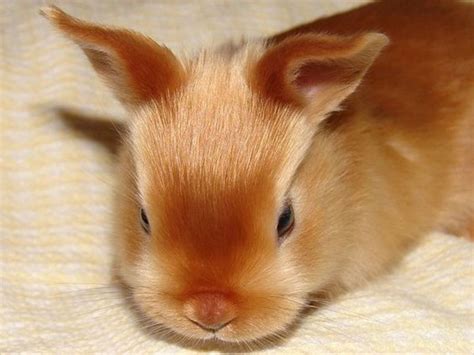 15 of the Best Pet Rabbit Breeds - PetHelpful