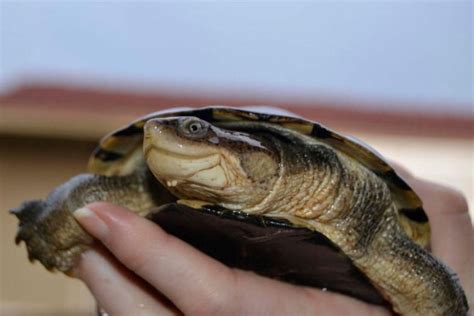 African Helmeted Turtle Care - The Ultimate Guide