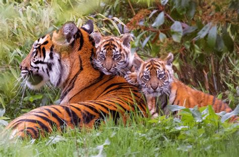 Sumatran Tiger Cubs At Chester Zoo: The Twins Venture Out