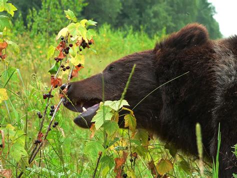 What Do Grizzly Bears Eat - Grizzly Bears Diet - Zooologist