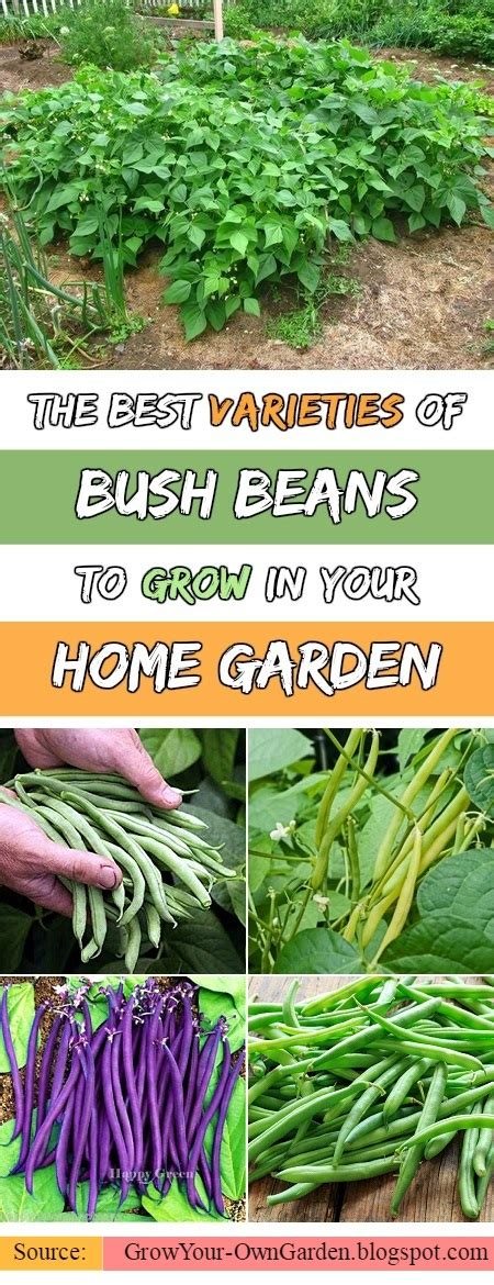 The Best Varieties of Bush Beans to Grow in Your Home Garden | Grow Your Own Garden