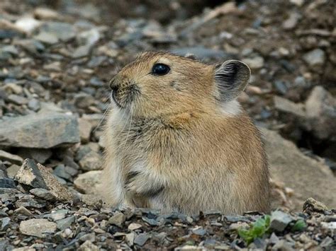 Plateau pika (O. curzoniae) that occurs in the Tibetan plateau. Photo by Andrey Lissovsky ...