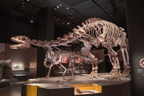 Dinosaur Fossils editorial image. Image of skeleton, animal - 47400810