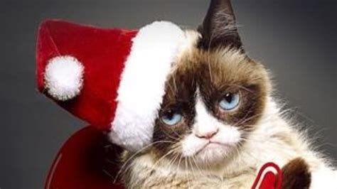 Grumpy Cat Christmas Background (#187055) - HD Wallpaper & Backgrounds Download