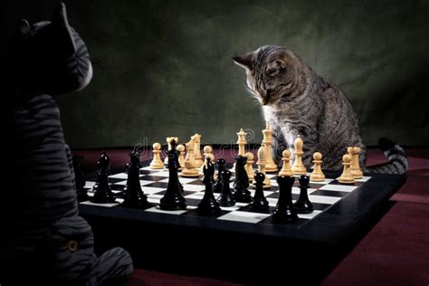 Tabby Cat Playing Chess Game Stock Image - Image of green, black: 192872091